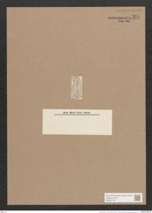 Navicula lyra var. ? Ehr. (de-Toni-Nr.: Genus 1, Species 327) Zeichnungen Sammlung Grunow Nr. 751 (NHMW-BOT-W0367145)